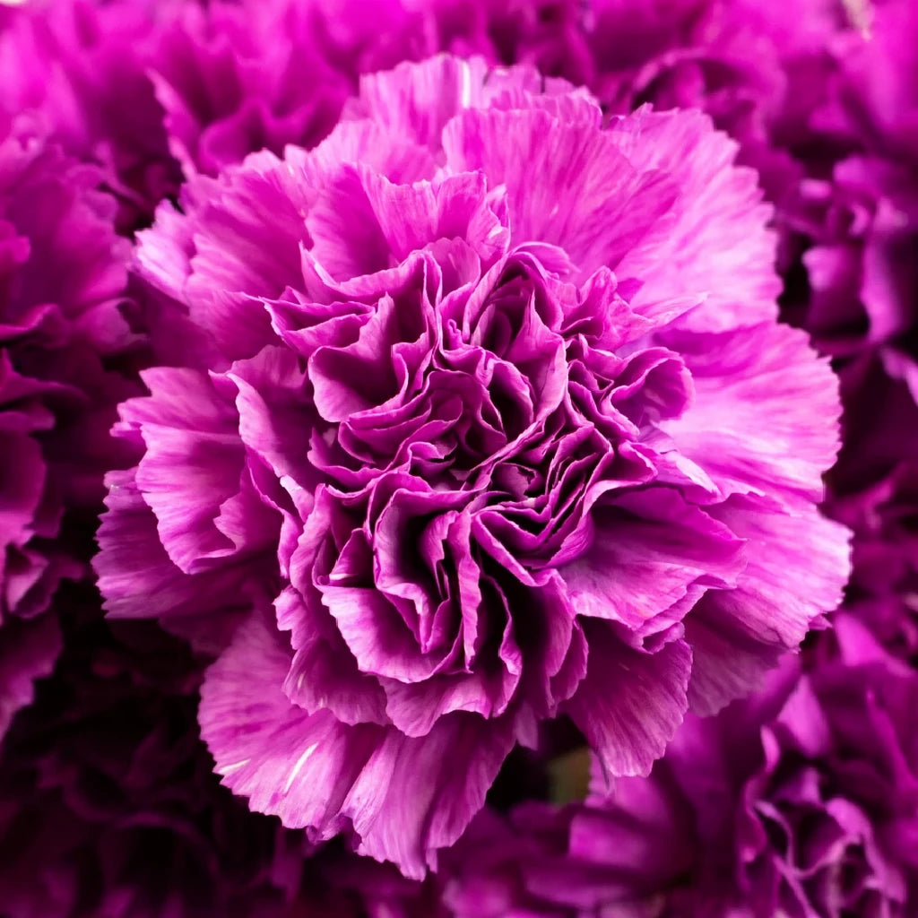 Moonshade Carnations - alternative 1