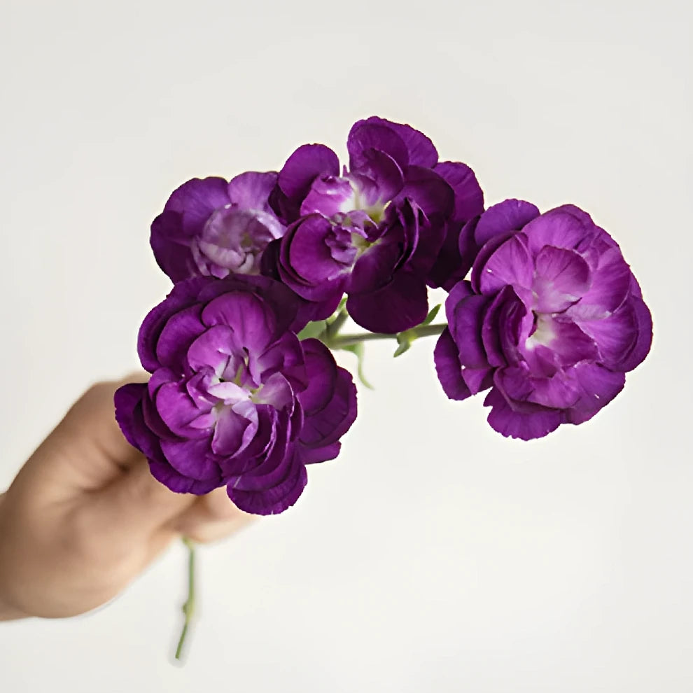 Moonvelvet Carnations Mini - alternative 1