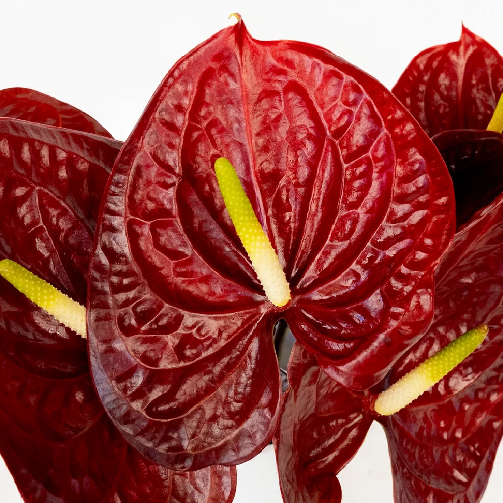 Anthurium Burgundy Tropicals - alternative 1