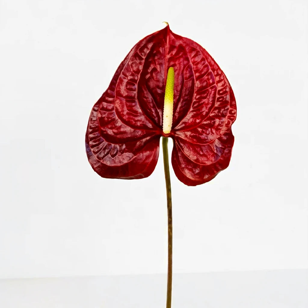Anthurium Burgundy Tropicals - main