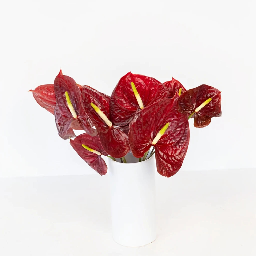 Anthurium Burgundy Tropicals - alternative 2