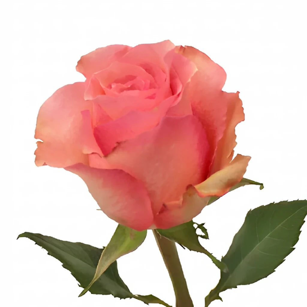 Dekora Roses Standard - main