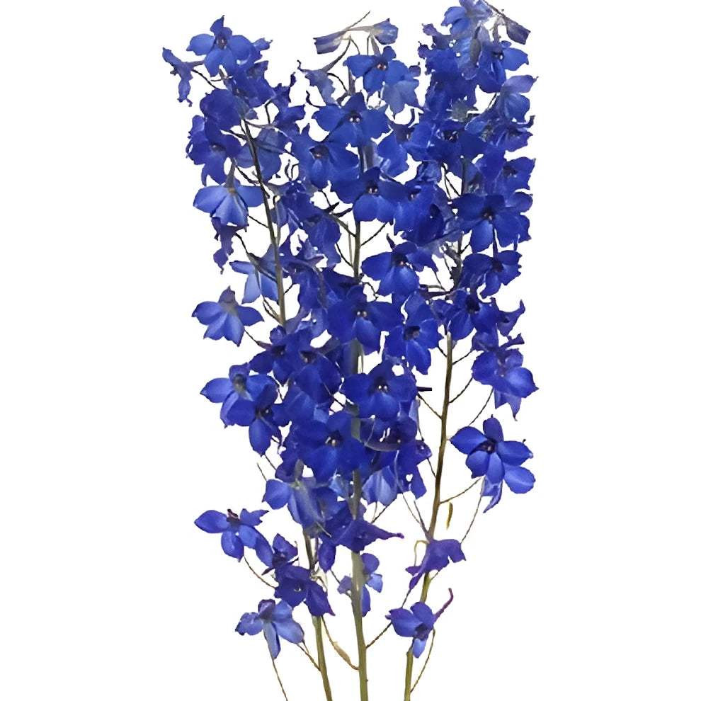 Volkenfrieden Delphinium - alternative 2