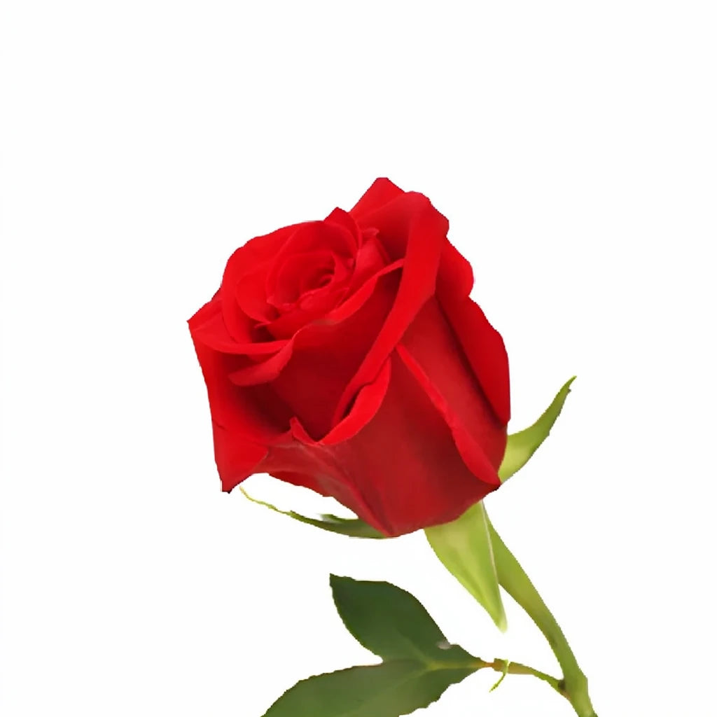 Devotion Roses Standard - alternative 3