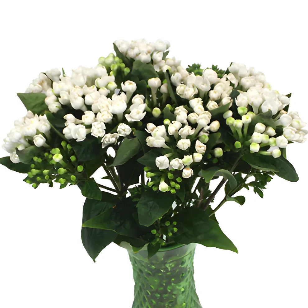 White Bouvardia - alternative 1