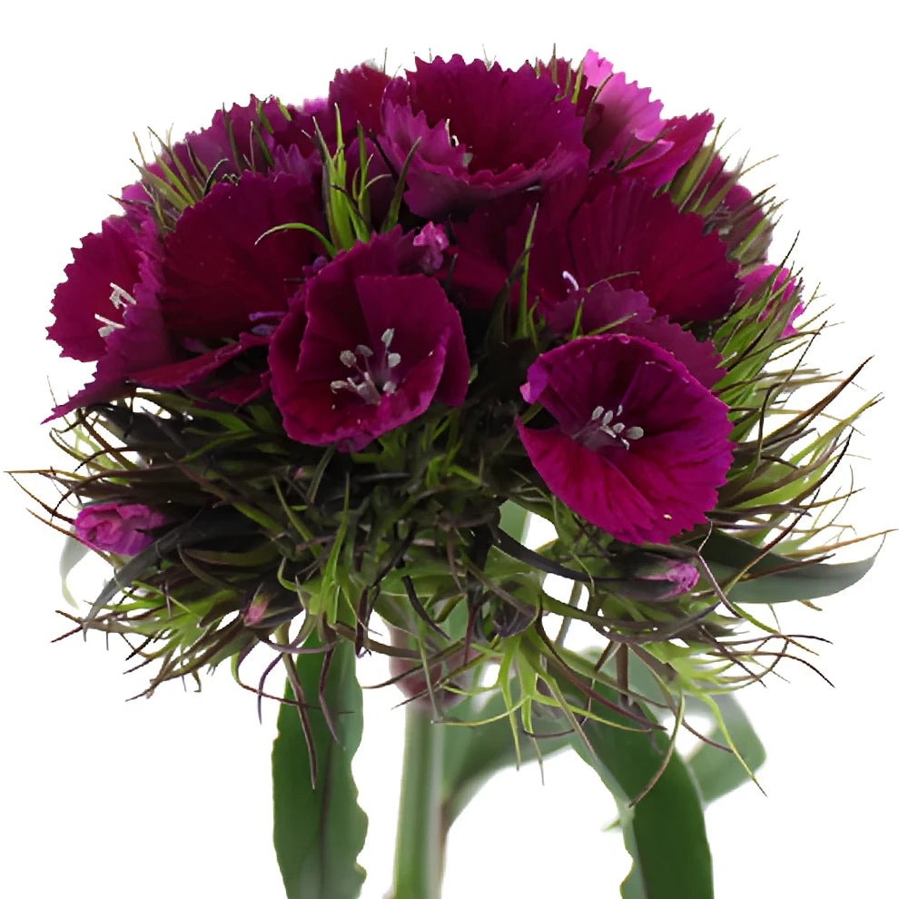 Sweet W. Purple Dianthus - main
