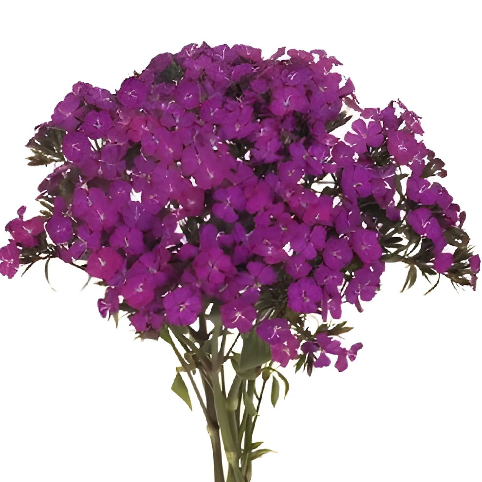 Sweet W. Purple Dianthus - alternative 1