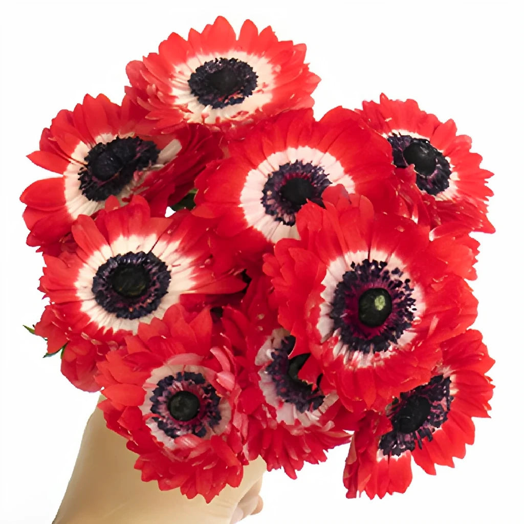 Red Anemones - alternative 1