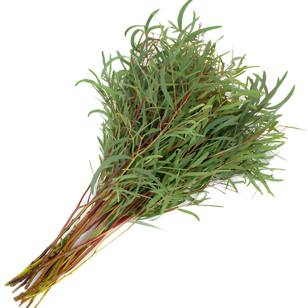 Eucalyptus Nicholi Greenery - main