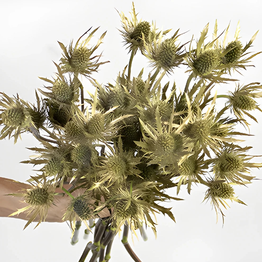 Tinted Gold Thistle - main
