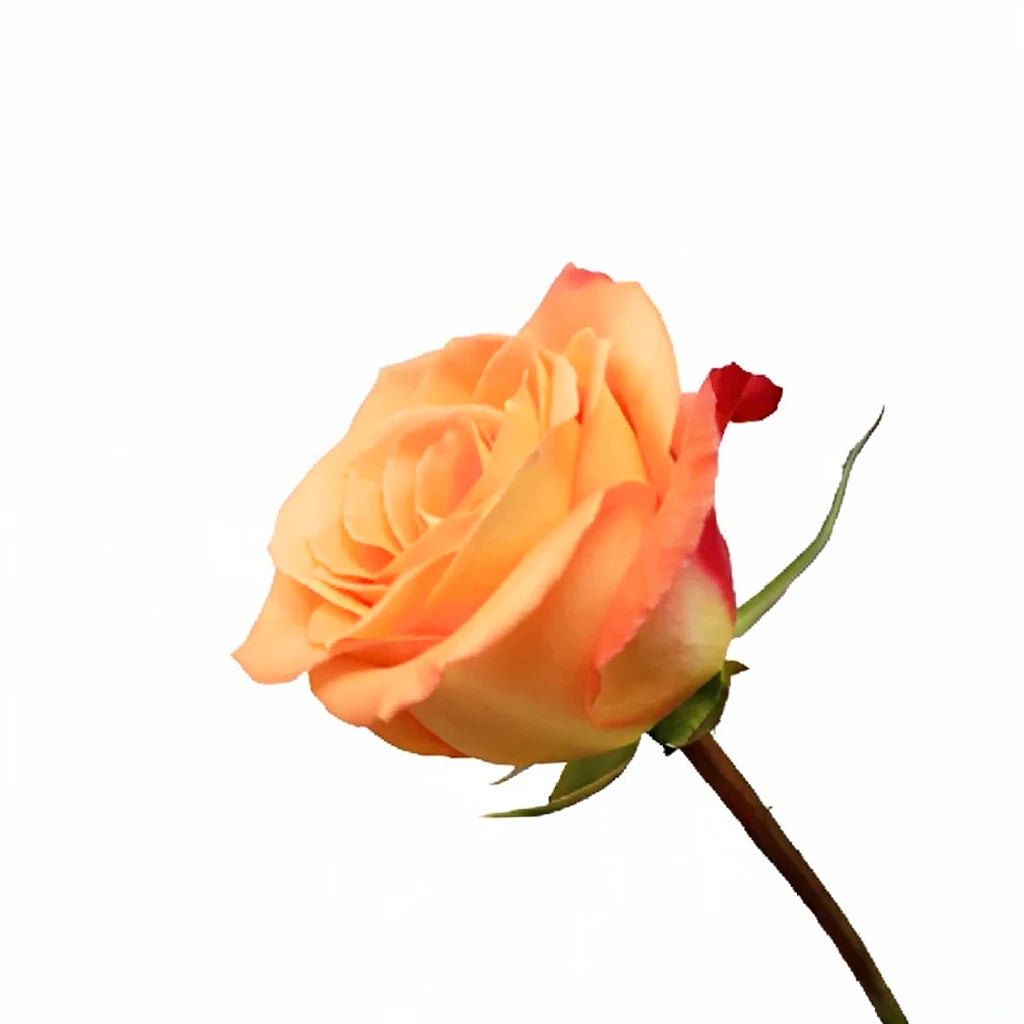 Donna Roses Standard - alternative 1