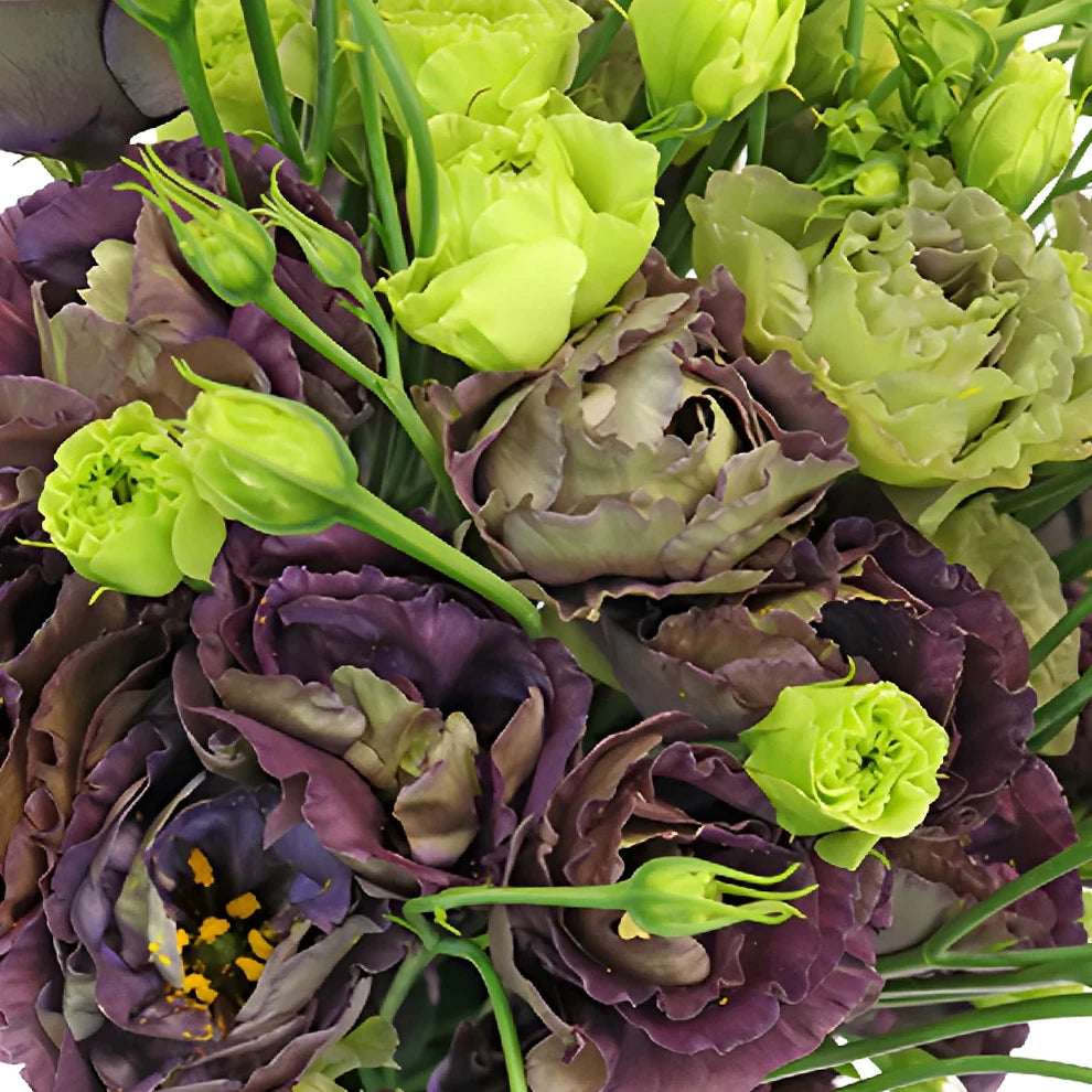 Black Lisianthus - alternative 2