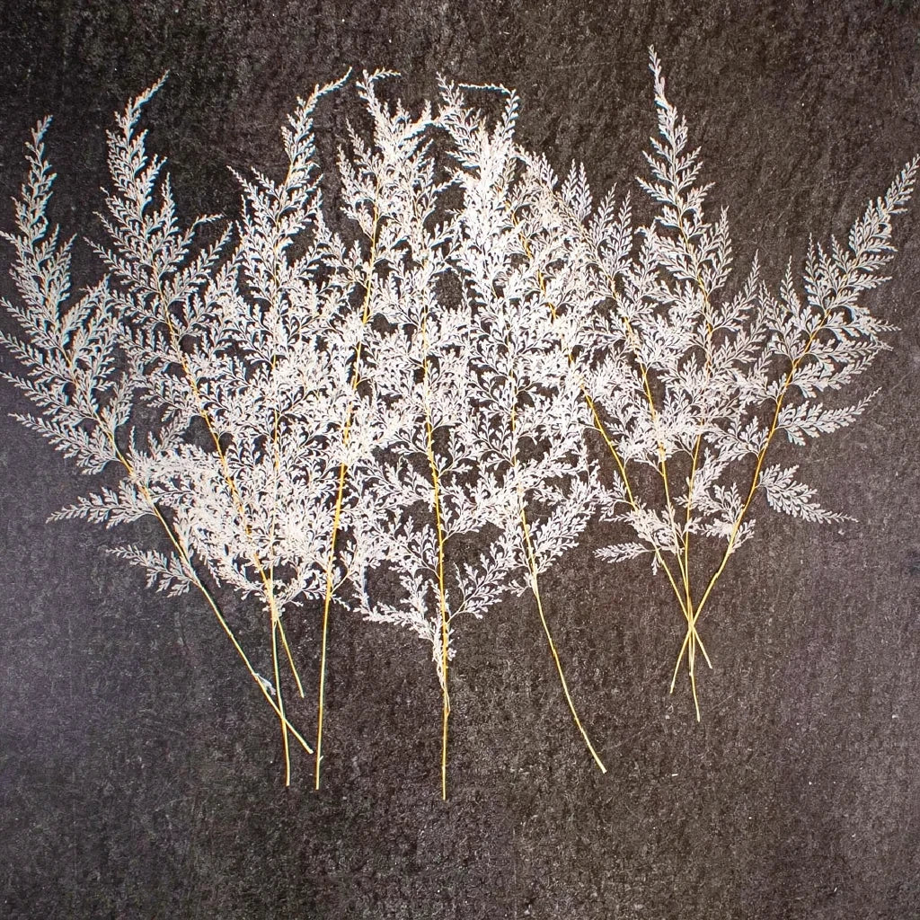 Bleached Ostrich Fern Dried - main