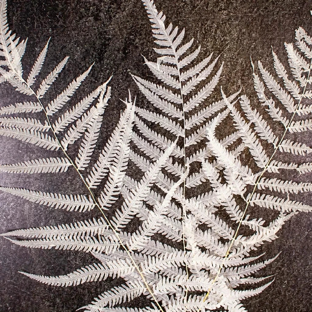 Bleached Ostrich Fern Dried - alternative 1