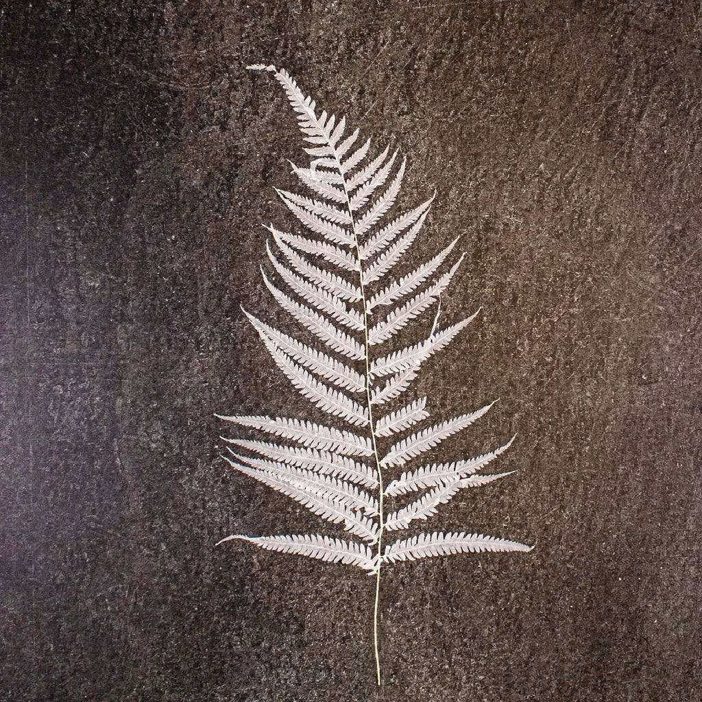 Bleached Ostrich Fern Dried - alternative 2