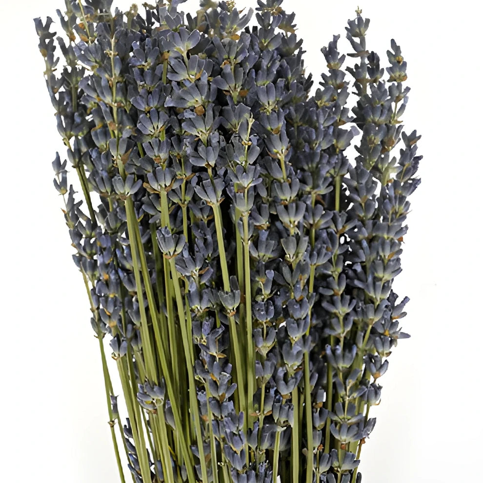Preserved Lavender Dried - alternative 2