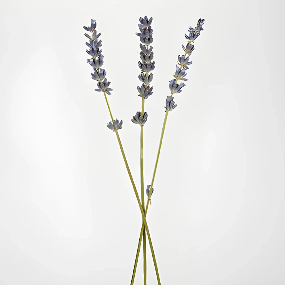 Preserved Lavender Dried - alternative 3