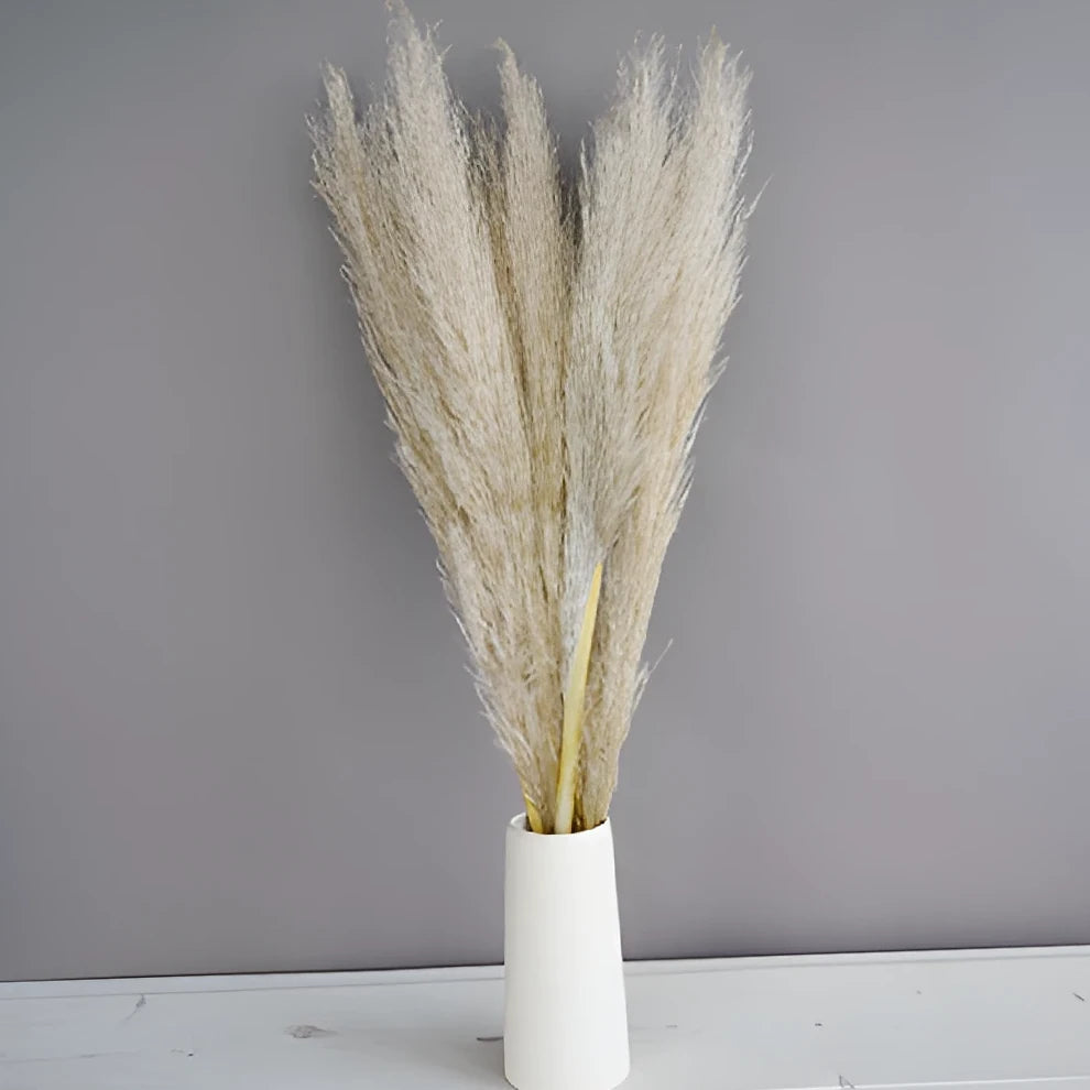 Pampas Grass Dried - alternative 1