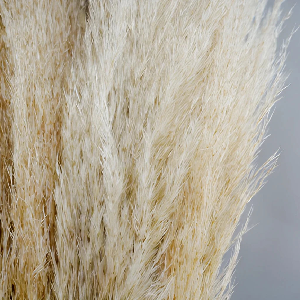 Pampas Grass Dried - alternative 2