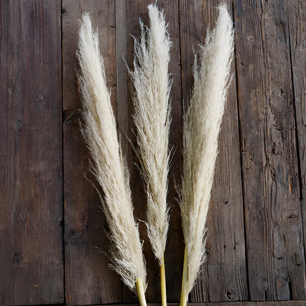 Pampas Grass Dried - main