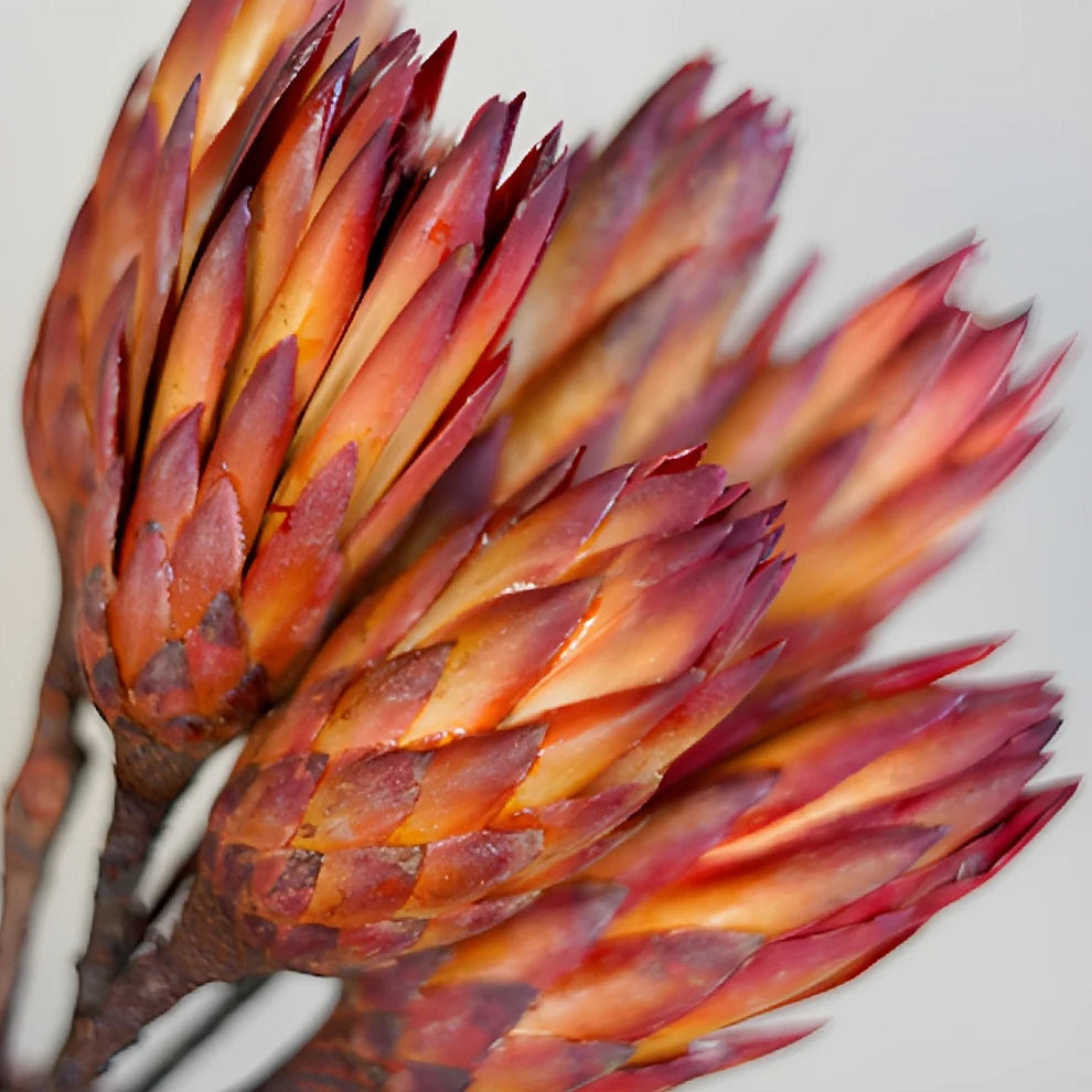 Protea Repen Dried - alternative 2