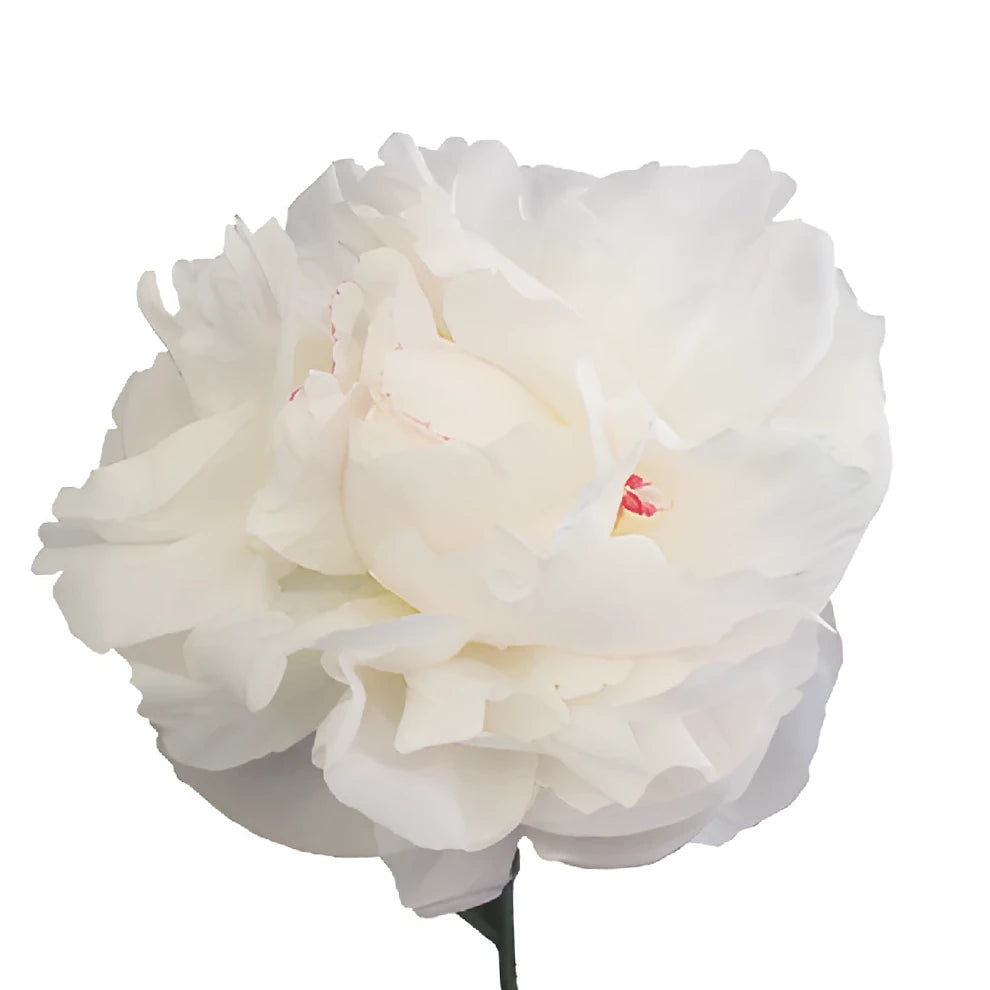 Assorted Peonies - main