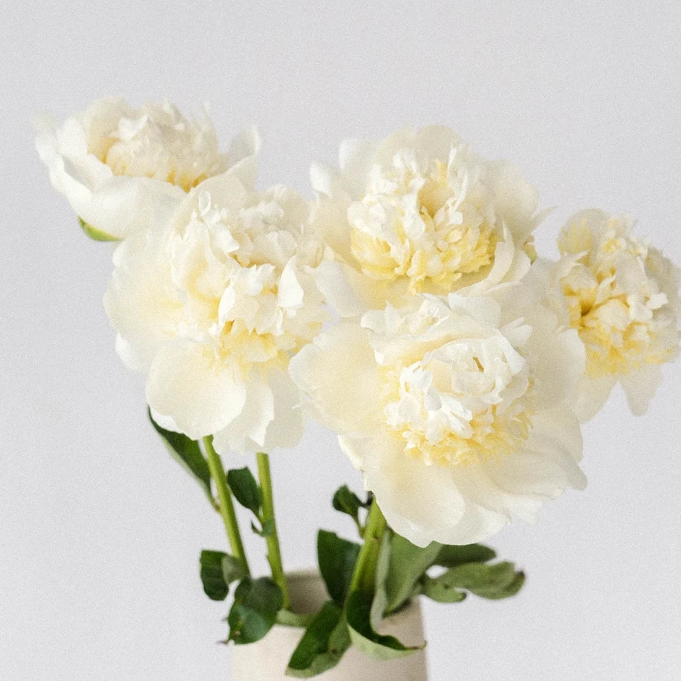 Cream Duchesse Peonies - main