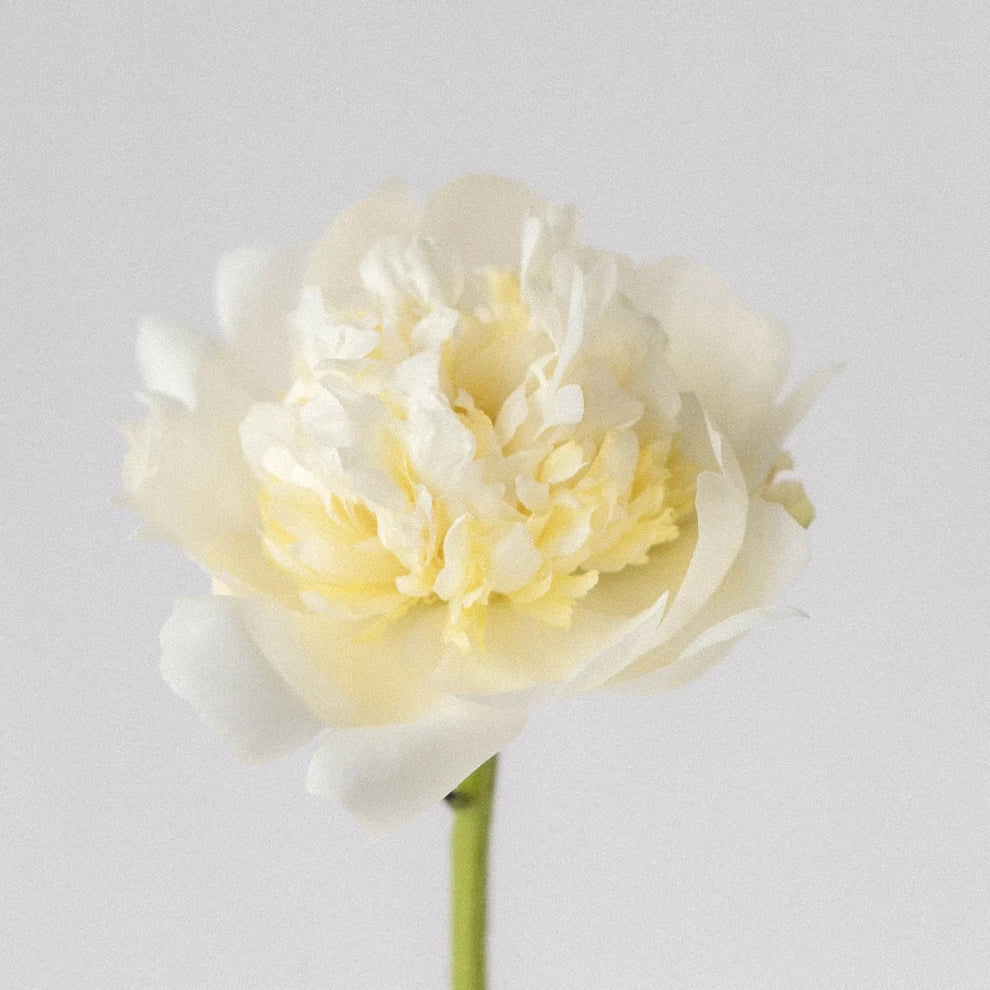 Cream Duchesse Peonies - alternative 2