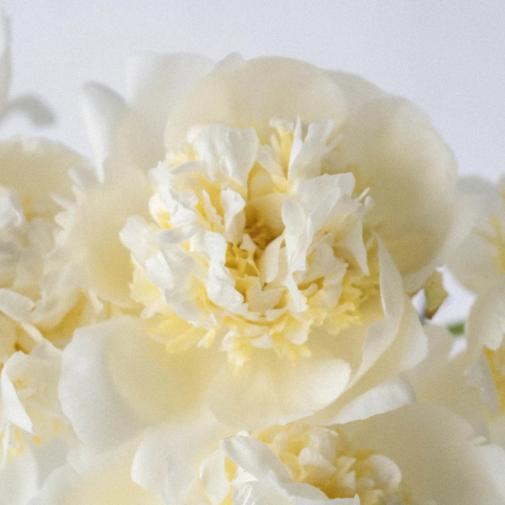 Cream Duchesse Peonies - alternative 1