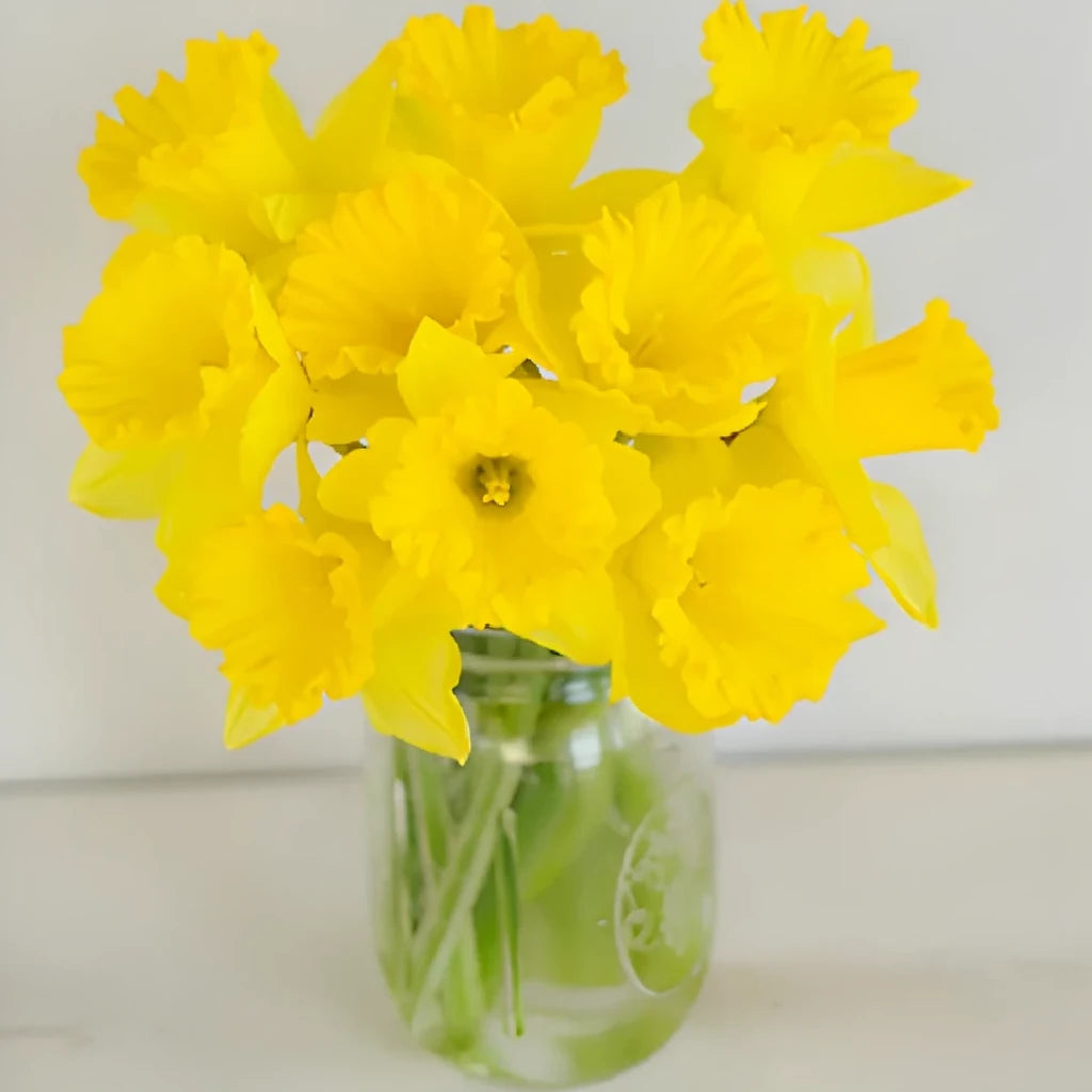 Yellow Daffodils - main