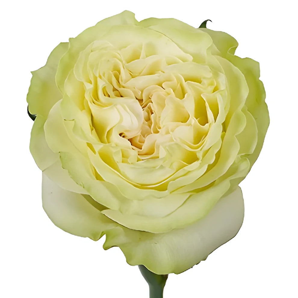 Dynamic Roses Standard - main
