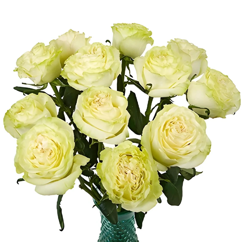 Dynamic Roses Standard - alternative 3
