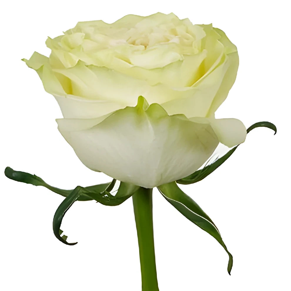 Dynamic Roses Standard - alternative 1