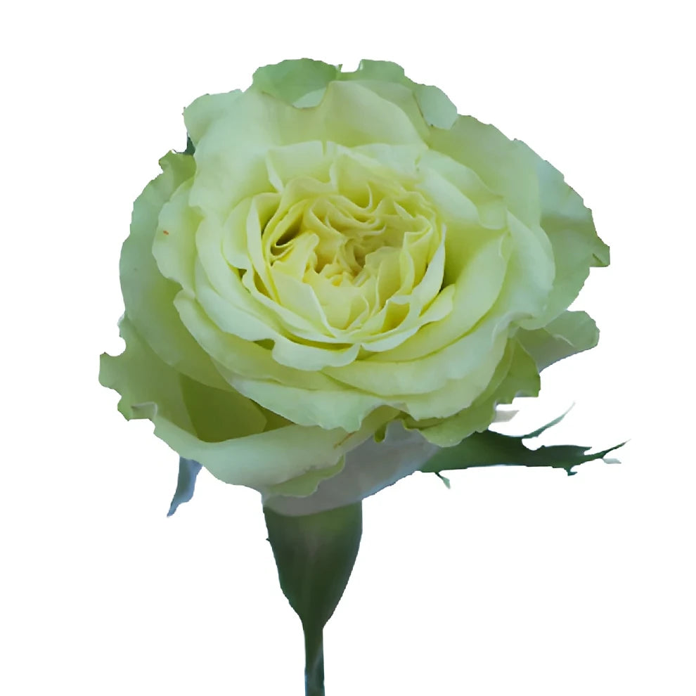 Super Green Roses Standard - alternative 2