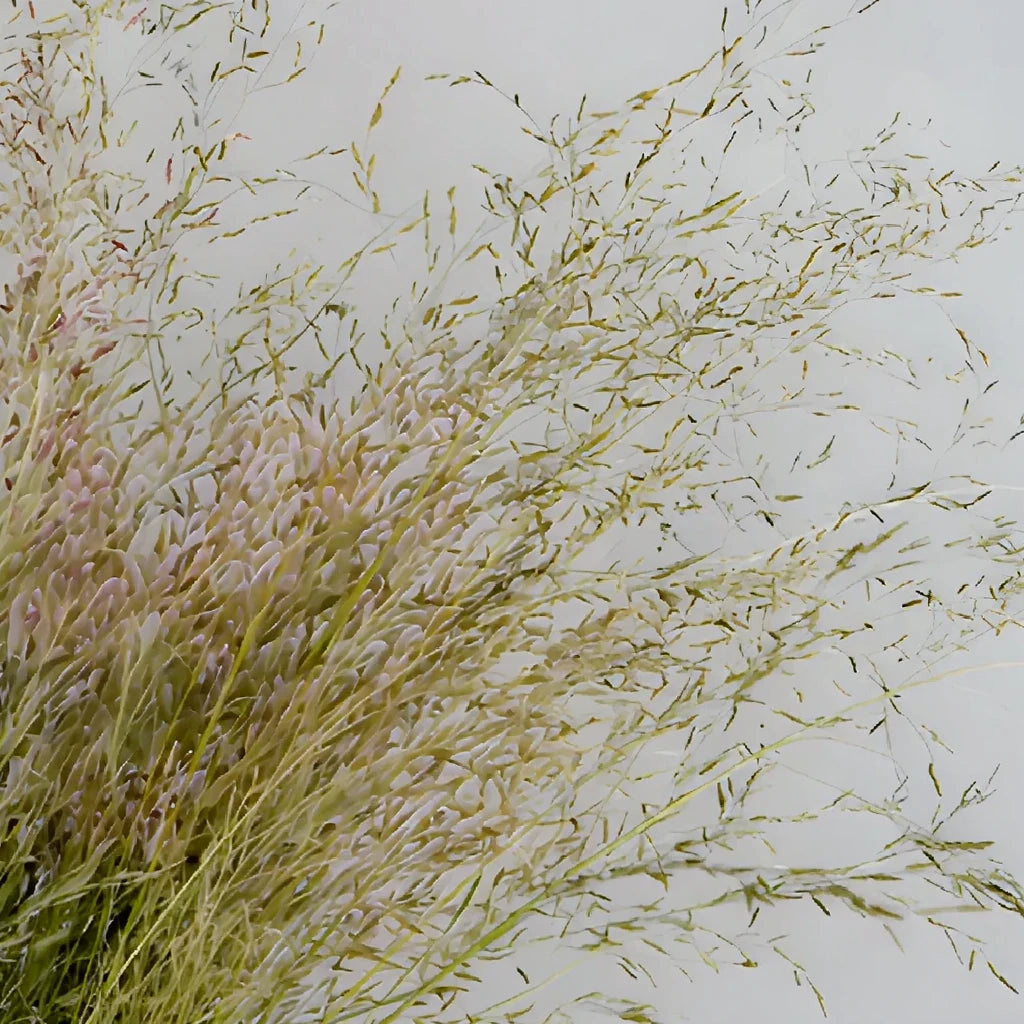 Love Grass Greenery - main
