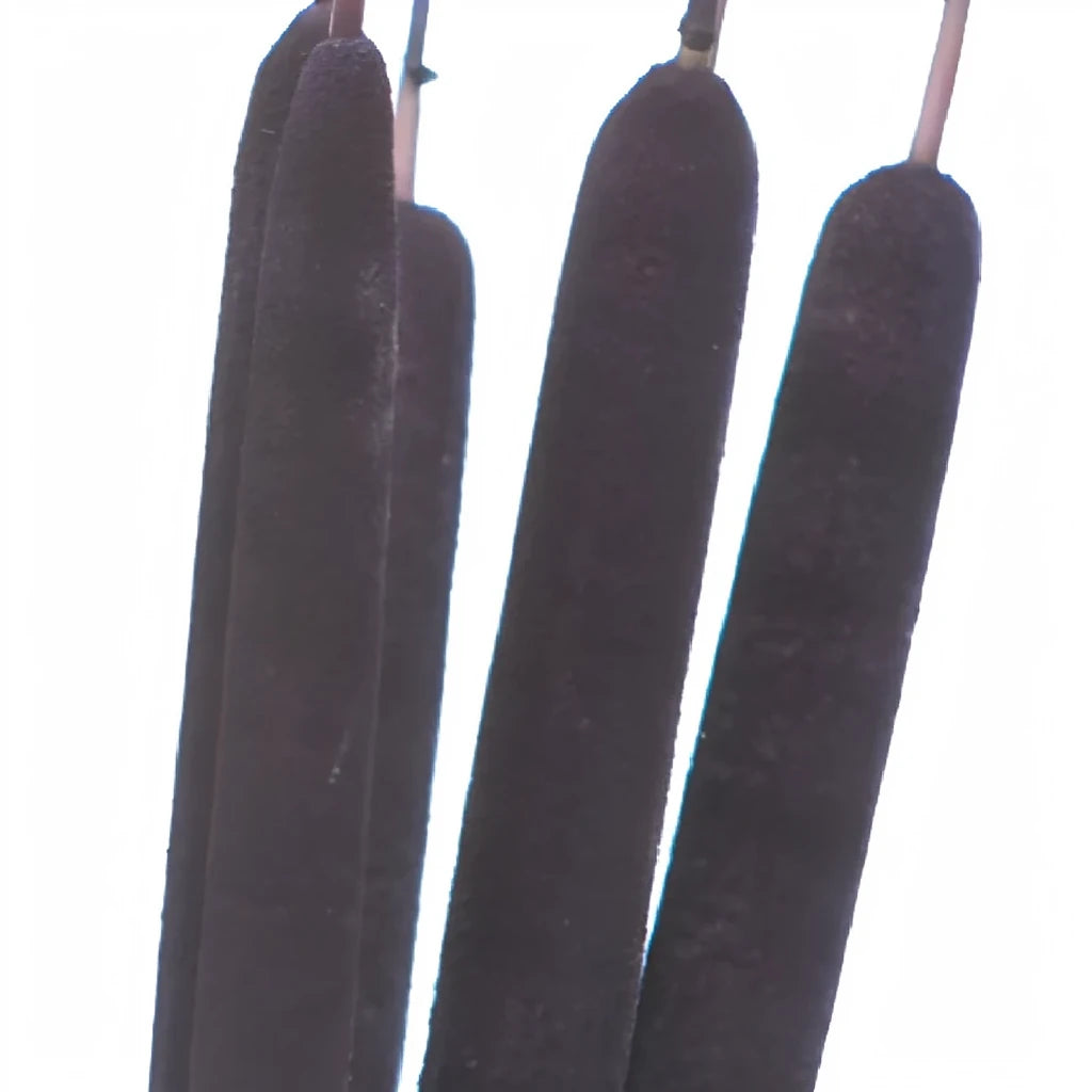 Purple Cat Tails - alternative 1