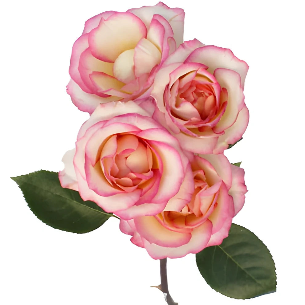 Electra Roses Spray - alternative 2