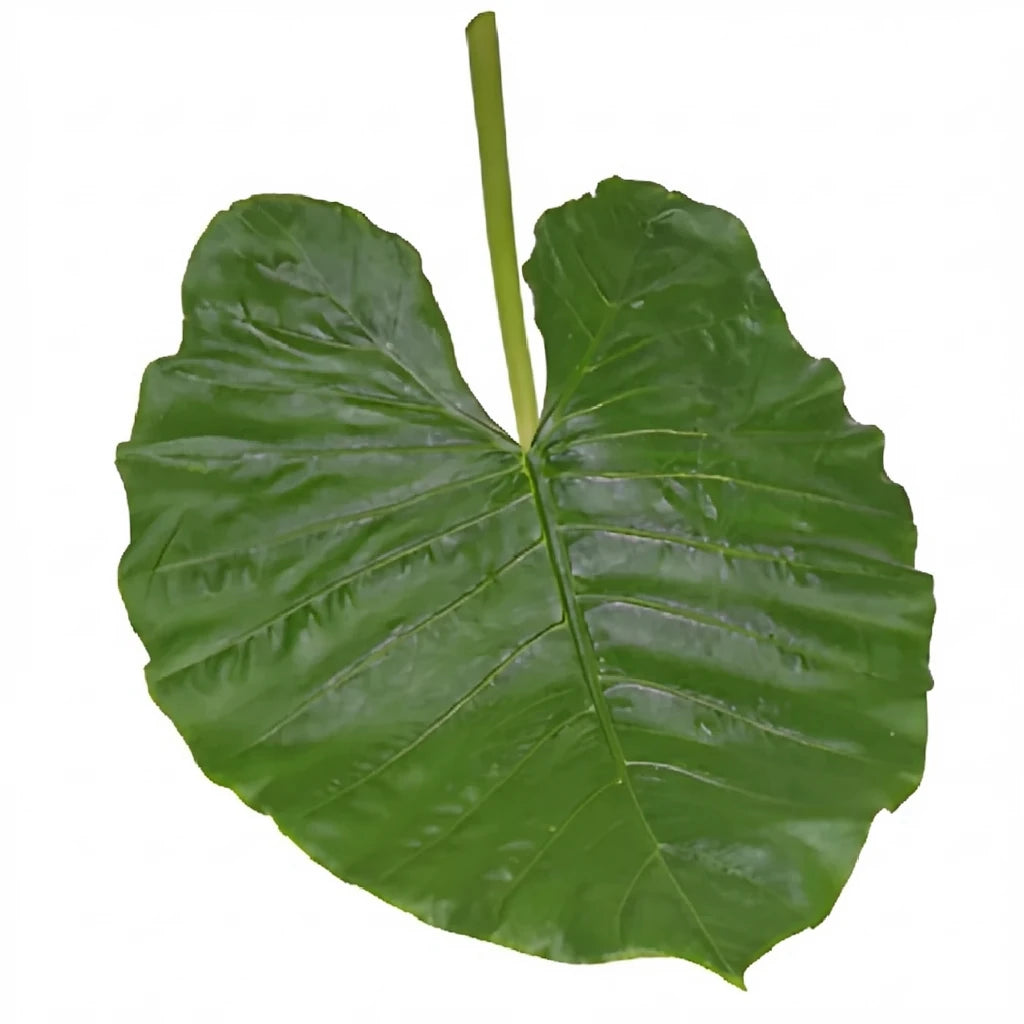 Alocasia Greenery - main