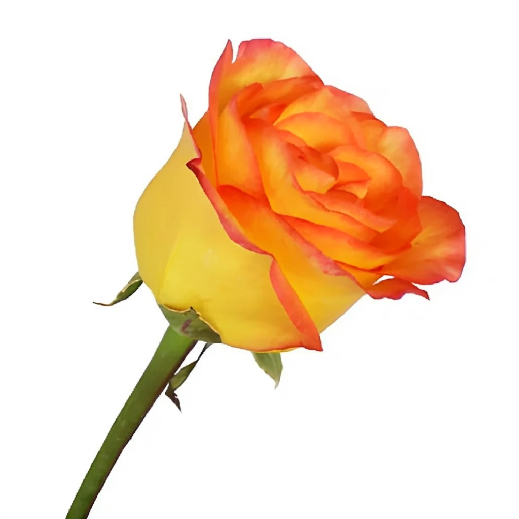 Encanto Roses Standard - main