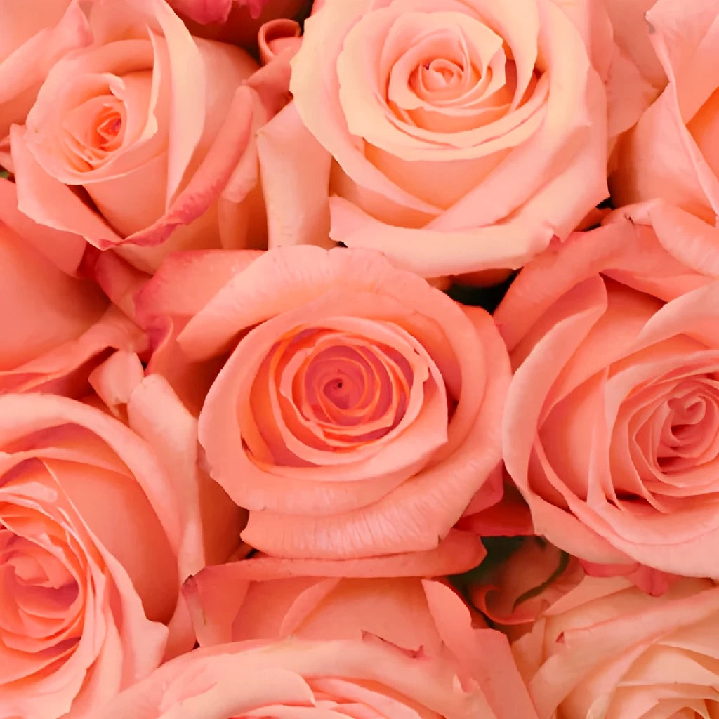 Engagement Roses Standard - alternative 1