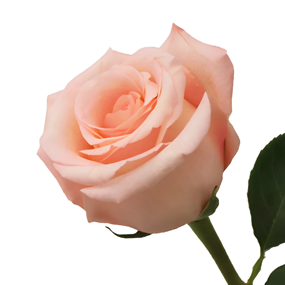 Engagement Roses Standard - alternative 3