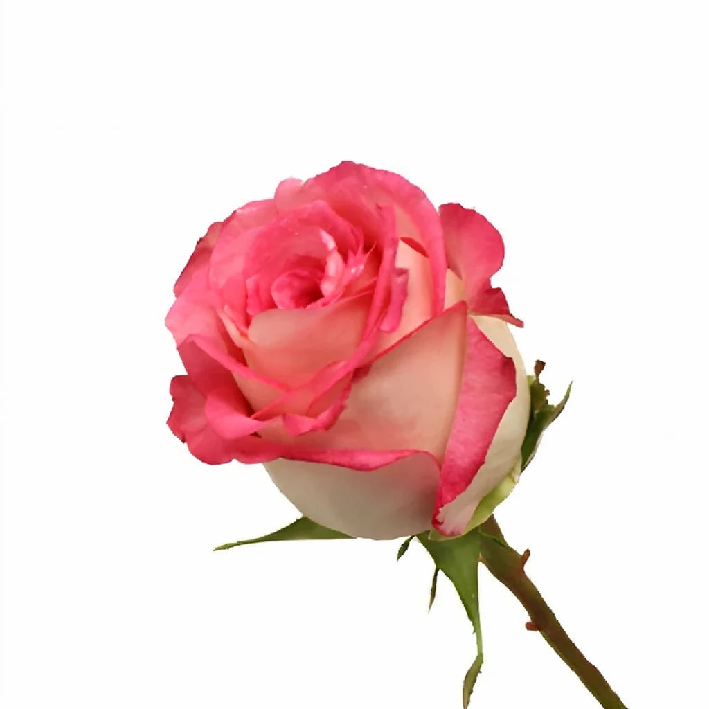 Ensemble Roses Standard - alternative 1
