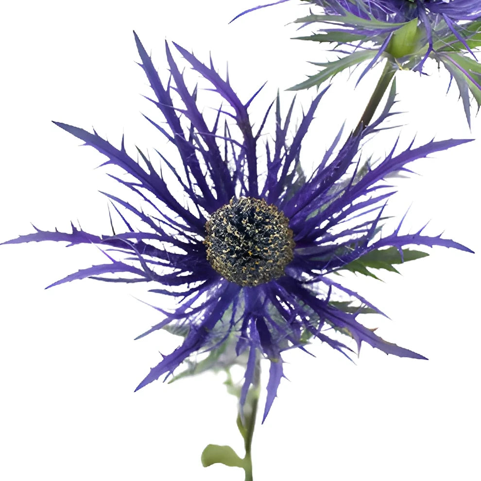 Purple Thistle - main