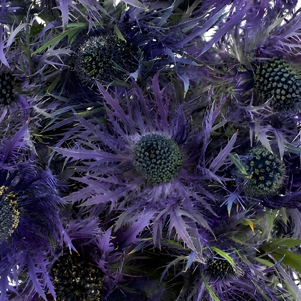 Purple Thistle - alternative 3
