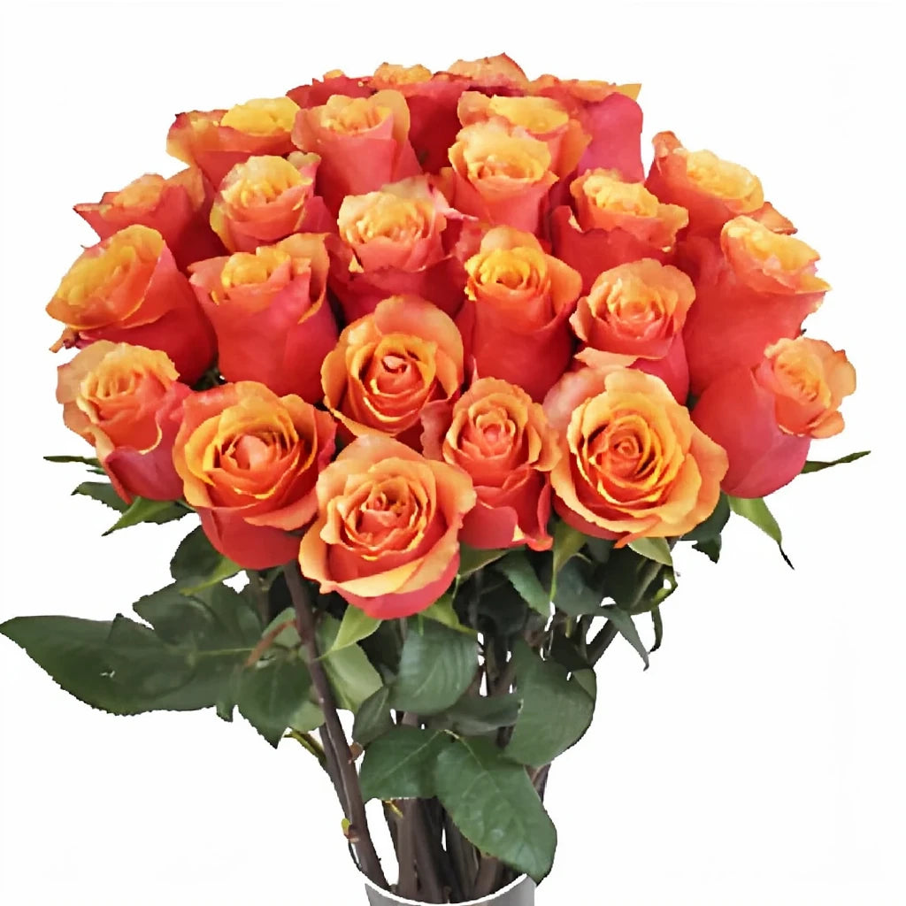 Espana Roses Standard - alternative 3