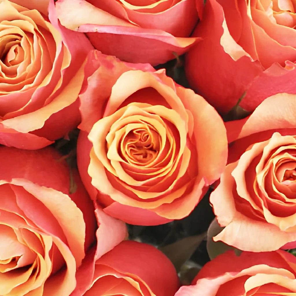 Espana Roses Standard - main