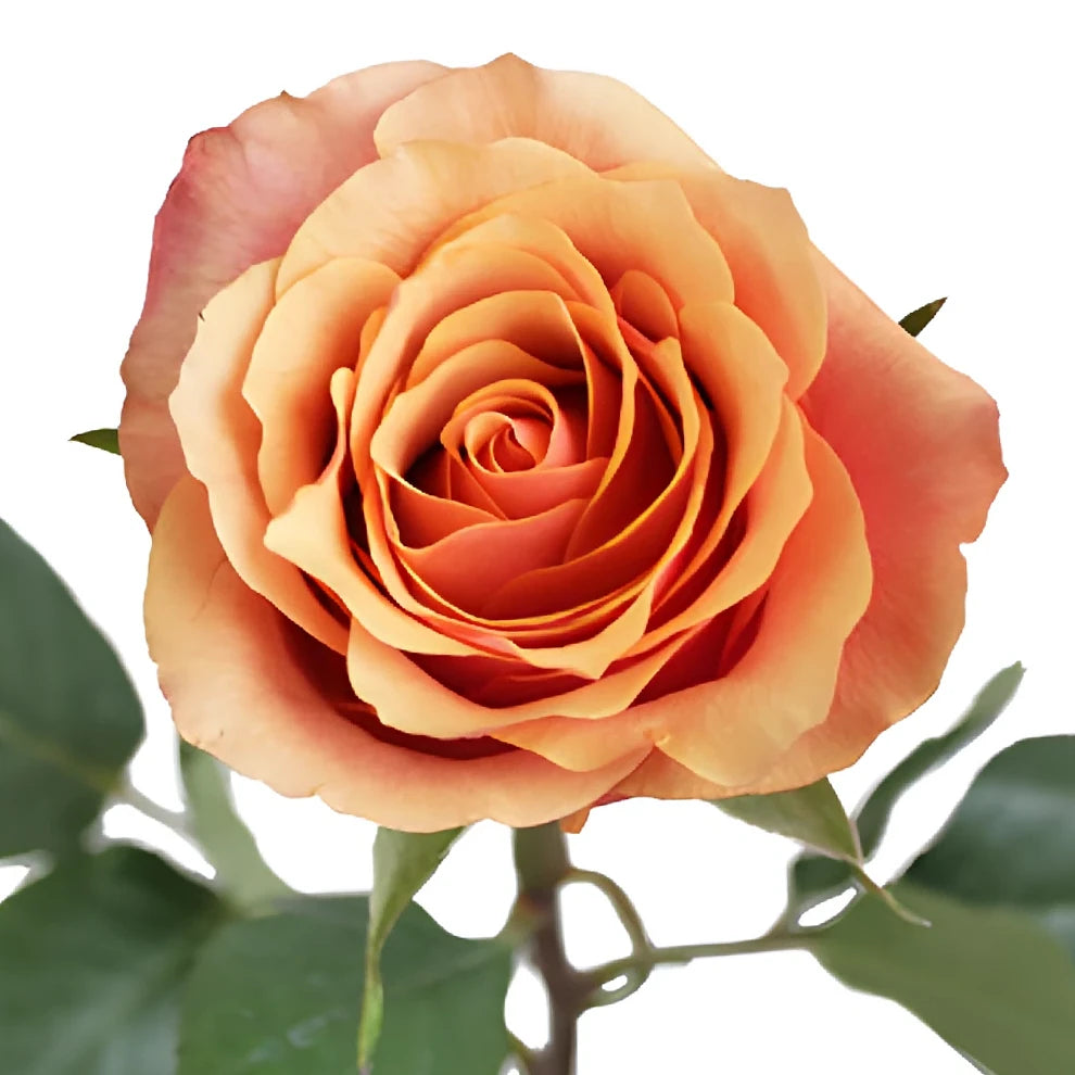 Espana Roses Standard - alternative 2