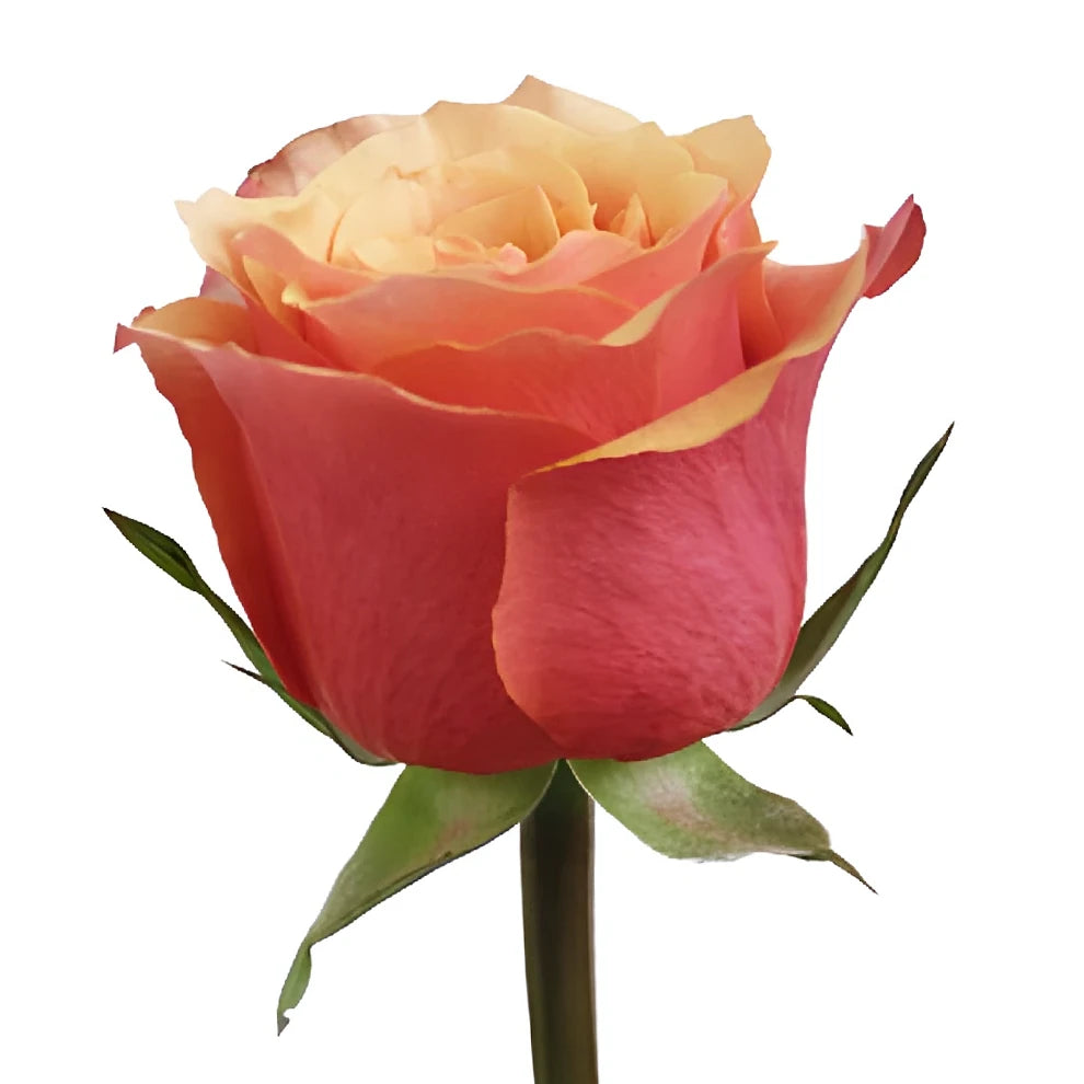 Espana Roses Standard - alternative 1