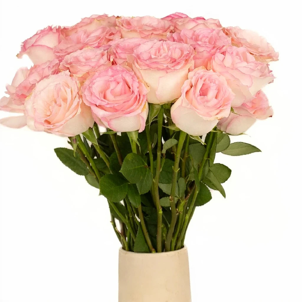 Esperance Roses Standard - alternative 2