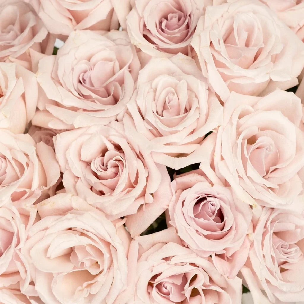 Sweet Escimo Roses Standard - alternative 2